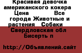 Красивая девочка американского кокера › Цена ­ 35 000 - Все города Животные и растения » Собаки   . Свердловская обл.,Бисерть п.